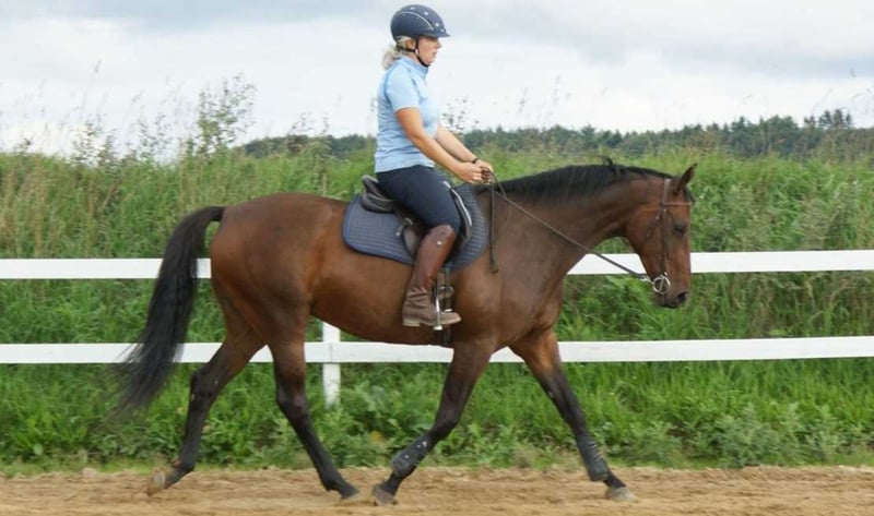 Dagmars-Hestetræning-Effektiv-og-hestevenlig-træning